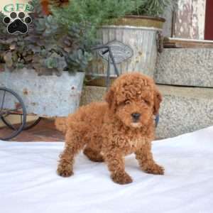 Alvin, Miniature Poodle Puppy