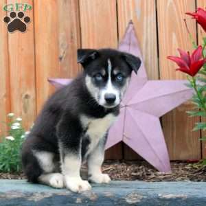 Alvin, Siberian Husky Puppy