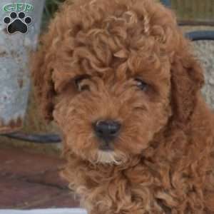 Alvin, Miniature Poodle Puppy