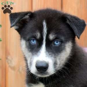 Alvin, Siberian Husky Puppy