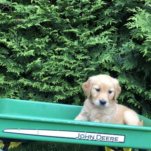 Alyissa, Golden Retriever Puppy
