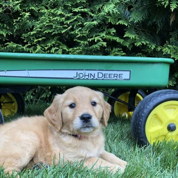 Alyissa, Golden Retriever Puppy