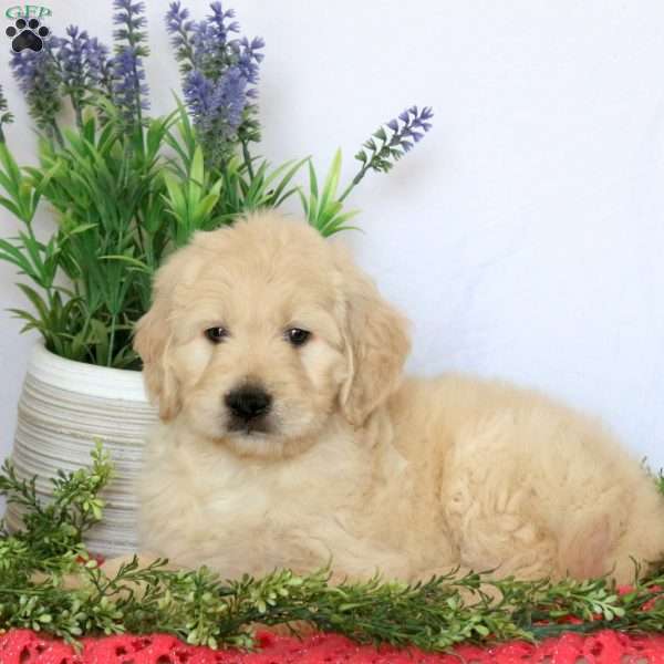 Amanda, Goldendoodle Puppy
