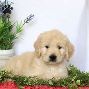 Amanda, Goldendoodle Puppy