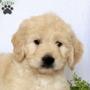 Amanda, Goldendoodle Puppy