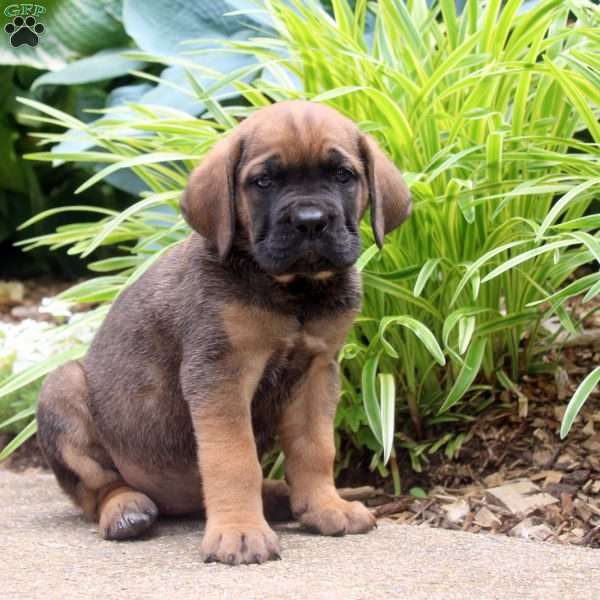 Amber, Cane Corso Puppy