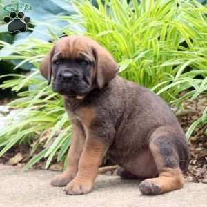 Amber, Cane Corso Puppy