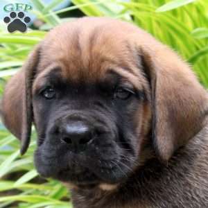 Amber, Cane Corso Puppy