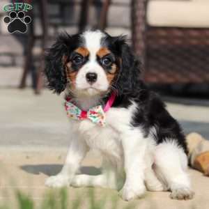 Amelia, Cavalier King Charles Spaniel Puppy