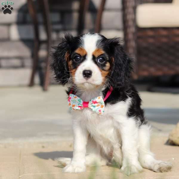 Amelia, Cavalier King Charles Spaniel Puppy