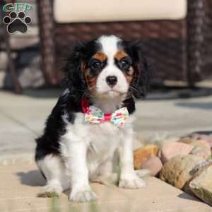 Amelia, Cavalier King Charles Spaniel Puppy