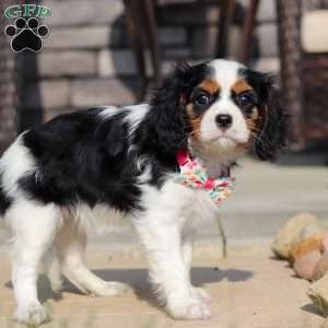 Amelia, Cavalier King Charles Spaniel Puppy