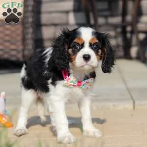 Amelia, Cavalier King Charles Spaniel Puppy