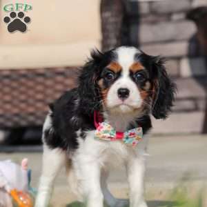 Amelia, Cavalier King Charles Spaniel Puppy