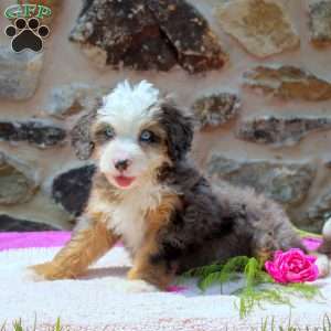 Amelia, Mini Bernedoodle Puppy