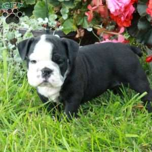 Amelia, English Bulldog Puppy