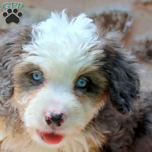 Amelia, Mini Bernedoodle Puppy