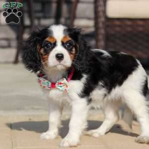 Amelia, Cavalier King Charles Spaniel Puppy