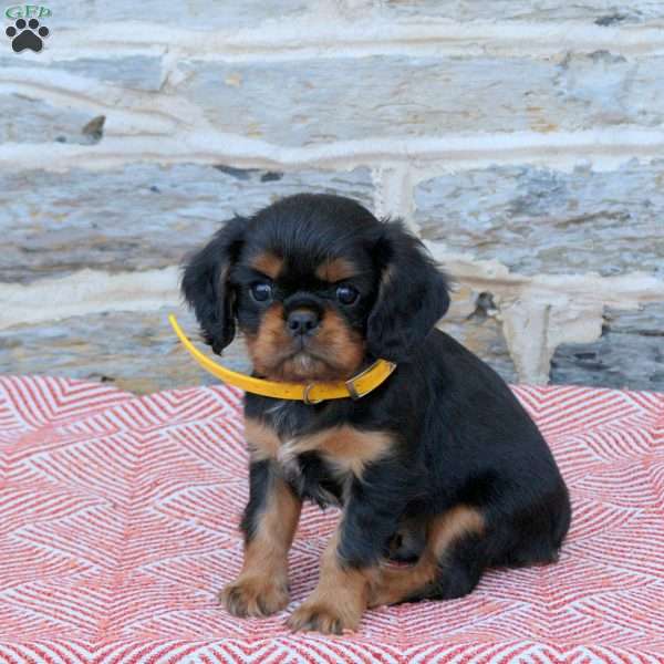Amos, Cavalier King Charles Spaniel Puppy