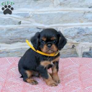 Amos, Cavalier King Charles Spaniel Puppy