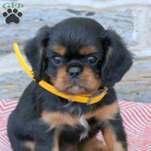 Amos, Cavalier King Charles Spaniel Puppy