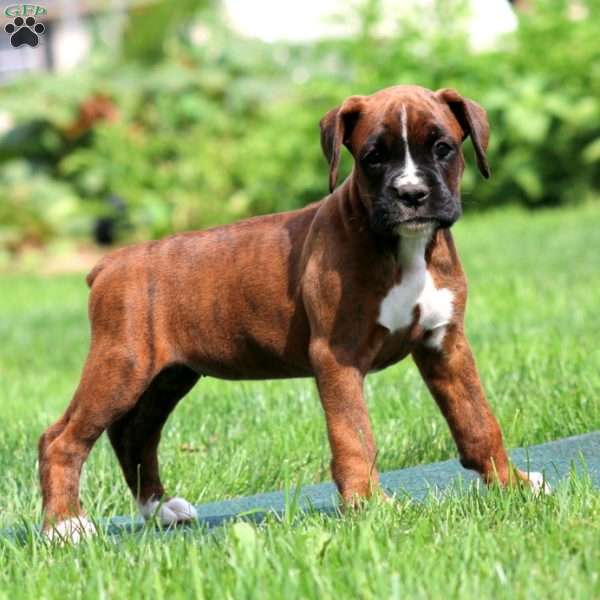 Amy, Boxer Puppy