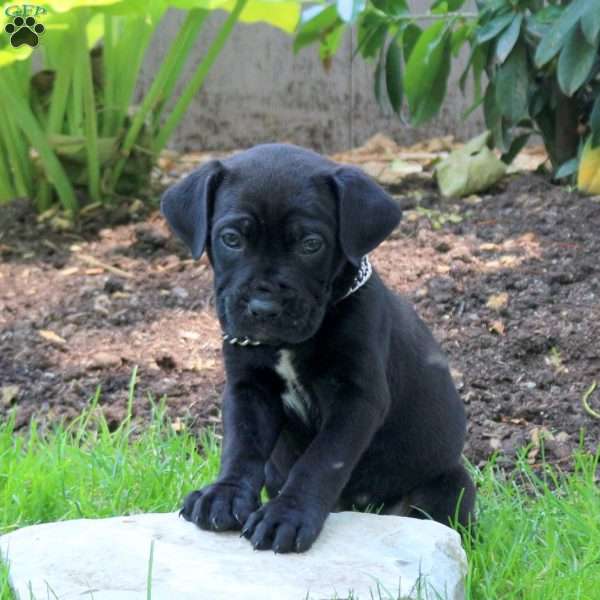 Anchor, Cane Corso Puppy