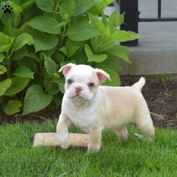 Anchor, Boston Terrier Puppy