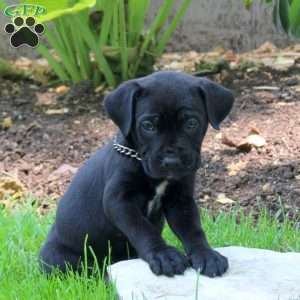 Anchor, Cane Corso Puppy