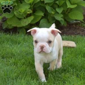 Anchor, Boston Terrier Puppy