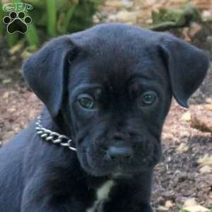 Anchor, Cane Corso Puppy