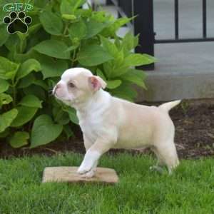 Anchor, Boston Terrier Puppy