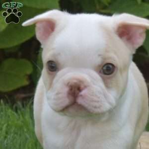 Anchor, Boston Terrier Puppy