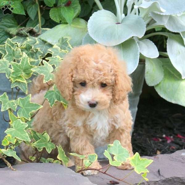 Andrea, Bich-Poo Puppy