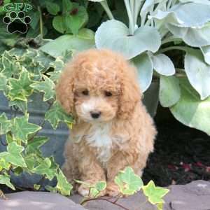 Andrea, Bich-Poo Puppy