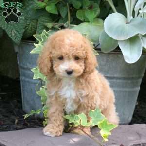 Andrea, Bich-Poo Puppy