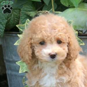 Andrea, Bich-Poo Puppy