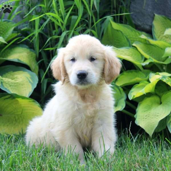 Andrew, English Cream Golden Retriever Puppy