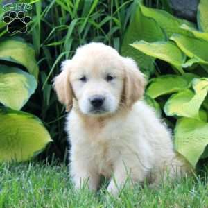 Andrew, English Cream Golden Retriever Puppy