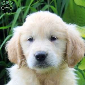 Andrew, English Cream Golden Retriever Puppy