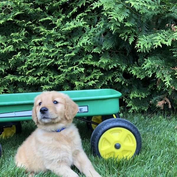 Andrew, Golden Retriever Puppy