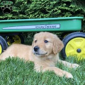 Andrew, Golden Retriever Puppy