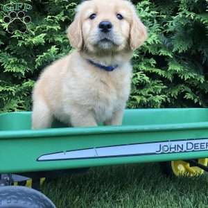 Andrew, Golden Retriever Puppy