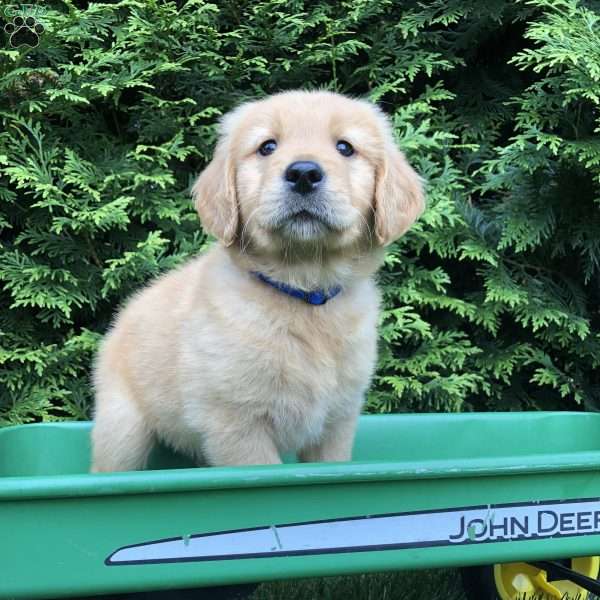 Andrew, Golden Retriever Puppy