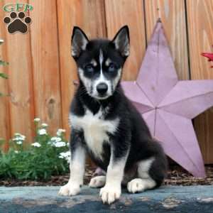 Andy, Siberian Husky Puppy