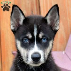 Andy, Siberian Husky Puppy