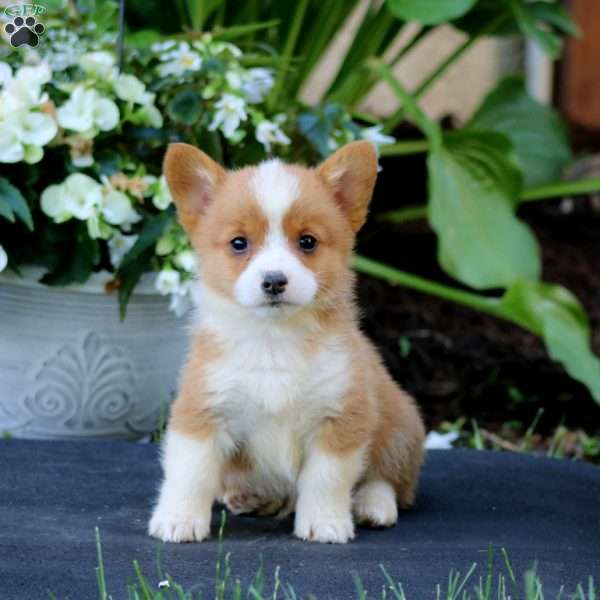Andy, Pembroke Welsh Corgi Puppy