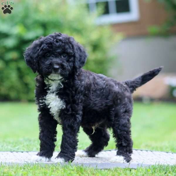 Andy, Miniature Poodle Puppy