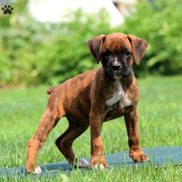 Andy, Boxer Puppy