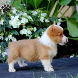 Andy, Pembroke Welsh Corgi Puppy